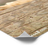 Weibliche Lion Poster (Ecke)