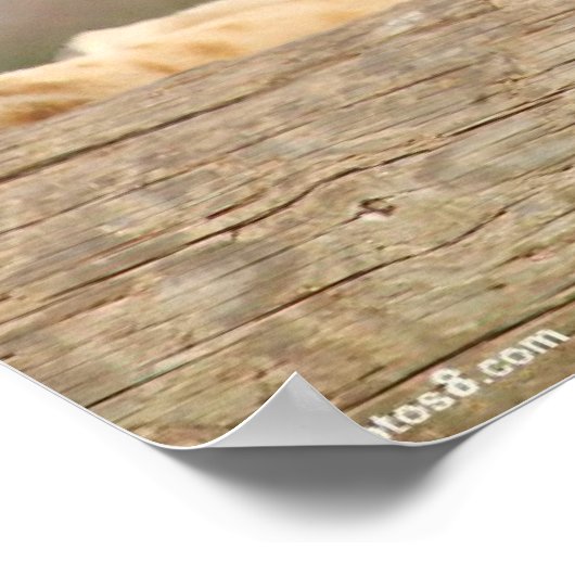 Weibliche Lion Poster (Ecke)