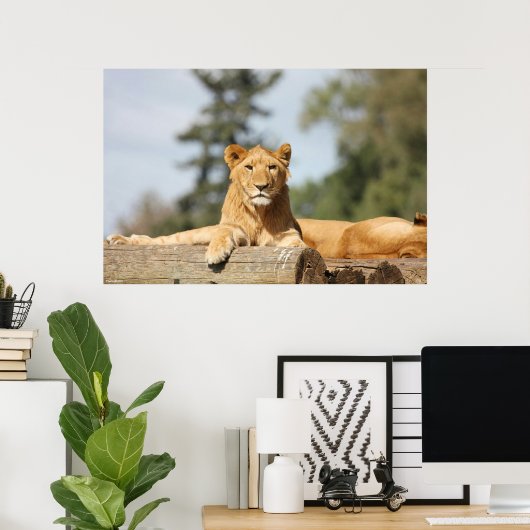 Weibliche Lion Poster (Heimbüro)