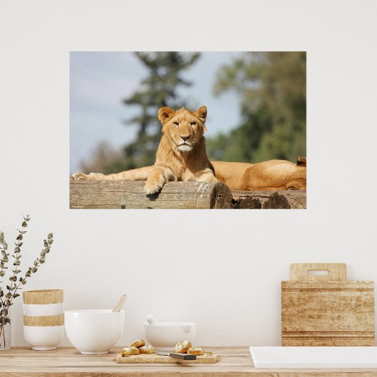 Weibliche Lion Poster (Küche)