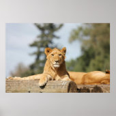 Weibliche Lion Poster (Vorne)