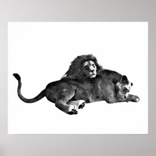 Weibliche Löwen zeichnend Tierkunst Poster