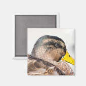 Weibliche Mallard Magnet (Vorderseite/Rückseite)