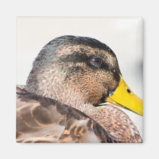 Weibliche Mallard Magnet (Vorne)