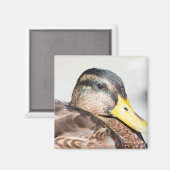 Weibliche Mallard Magnet (Vorderseite/Rückseite)