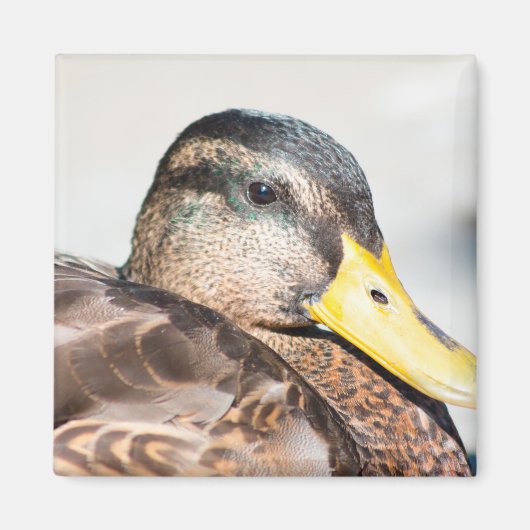 Weibliche Mallard Magnet (Vorne)