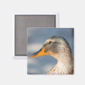Weibliche Mallard Magnet (Vorderseite/Rückseite)