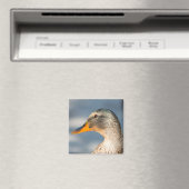 Weibliche Mallard Magnet (In Situ (Geschirrspüler))