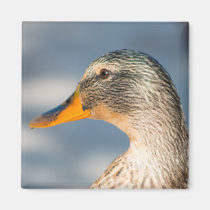 Weibliche Mallard Magnet