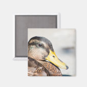 Weibliche Mallard Magnet (Vorderseite/Rückseite)