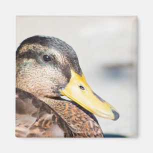 Weibliche Mallard Magnet