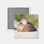 Weibliche Mallard Magnet (Vorderseite/Rückseite)