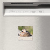 Weibliche Mallard Magnet (In Situ (Geschirrspüler))