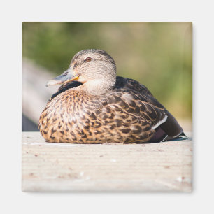 Weibliche Mallard Magnet