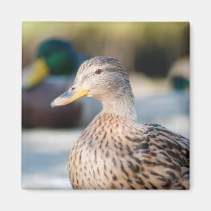 Weibliche Mallard Magnet