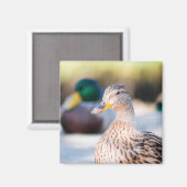 Weibliche Mallard Magnet (Vorderseite/Rückseite)