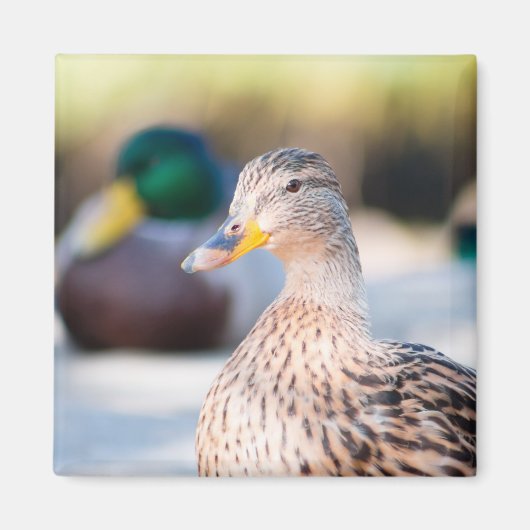 Weibliche Mallard Magnet (Vorne)