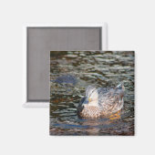 Weibliche Mallard Magnet (Vorderseite/Rückseite)