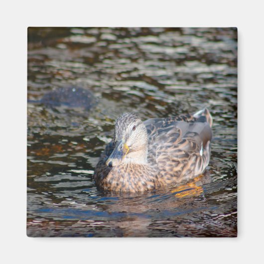 Weibliche Mallard Magnet (Vorne)