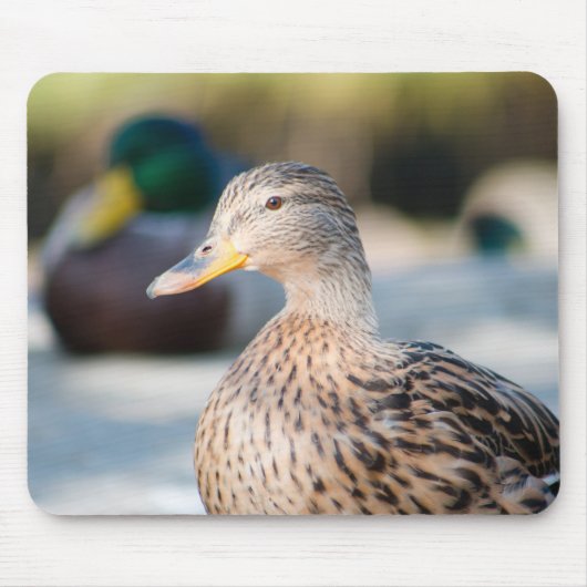 Weibliche Mallard Mousepad (Vorne)