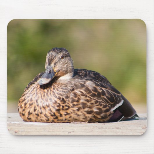 Weibliche Mallard Mousepad (Vorne)