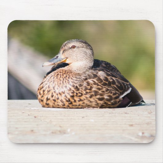 Weibliche Mallard Mousepad (Vorne)