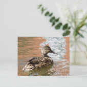 Weibliche Mallard Postkarte (Stehend Vorderseite)