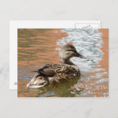 Weibliche Mallard Postkarte (Vorne/Hinten)
