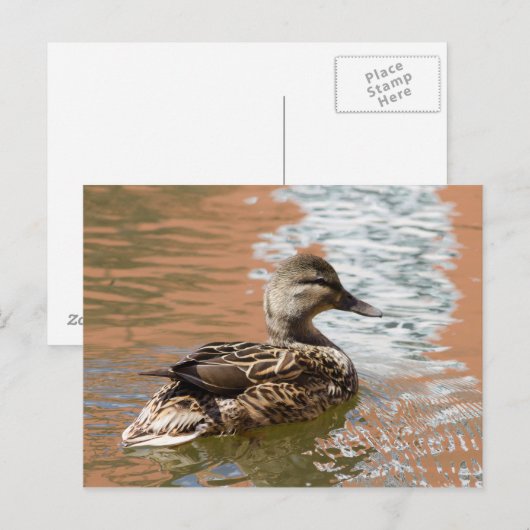 Weibliche Mallard Postkarte (Vorne/Hinten)