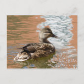 Weibliche Mallard Postkarte (Vorderseite)