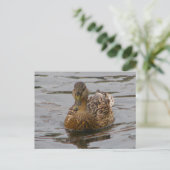 Weibliche Mallard Postkarte (Stehend Vorderseite)