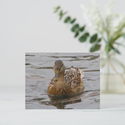 Weibliche Mallard Postkarte (Stehend Vorderseite)