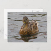 Weibliche Mallard Postkarte (Vorne/Hinten)