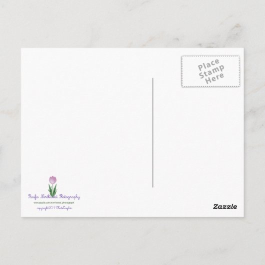 Weibliche Mallard Postkarte (Rückseite)