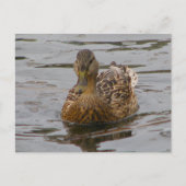 Weibliche Mallard Postkarte (Vorderseite)