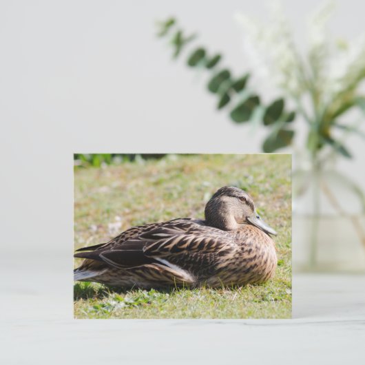 Weibliche Mallard Postkarte (Stehend Vorderseite)
