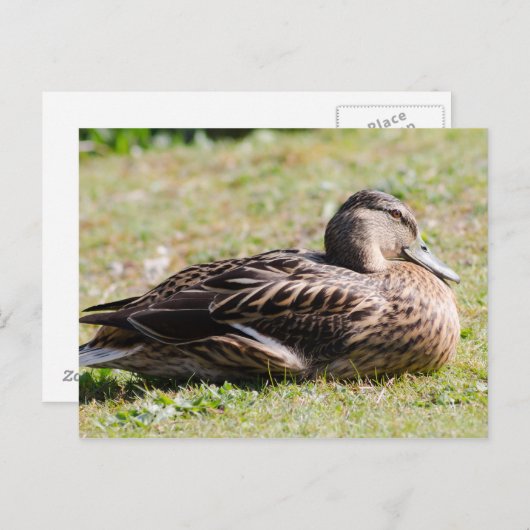Weibliche Mallard Postkarte (Vorne/Hinten)