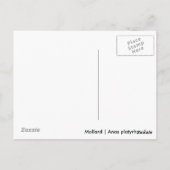 Weibliche Mallard Postkarte (Rückseite)