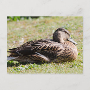 Weibliche Mallard Postkarte