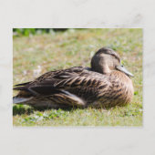 Weibliche Mallard Postkarte (Vorderseite)