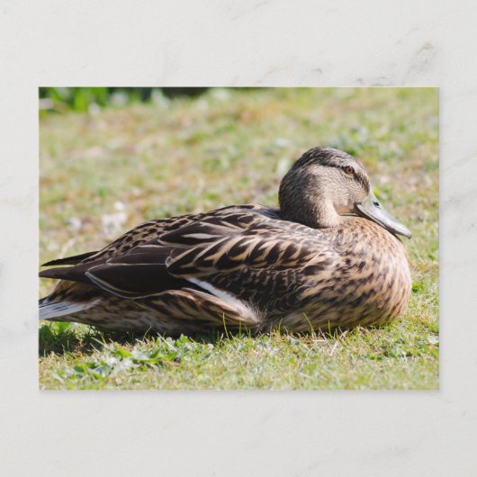 Weibliche Mallard Postkarte (Vorderseite)