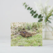 Weibliche Mallard Postkarte (Stehend Vorderseite)