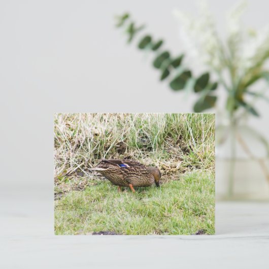 Weibliche Mallard Postkarte (Stehend Vorderseite)