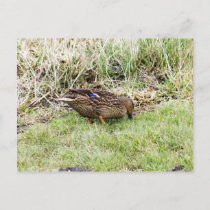 Weibliche Mallard Postkarte
