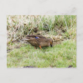Weibliche Mallard Postkarte (Vorderseite)