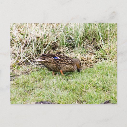 Weibliche Mallard Postkarte (Vorderseite)