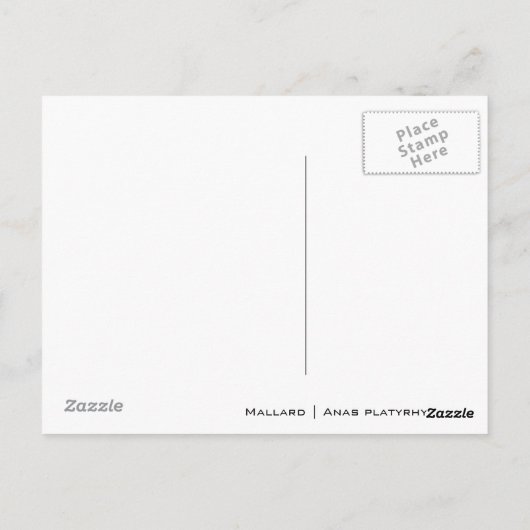 Weibliche Mallard Postkarte (Rückseite)