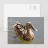 Weibliche Mallard Postkarte (Vorne/Hinten)