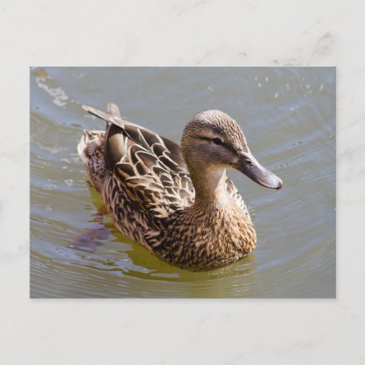 Weibliche Mallard Postkarte (Vorderseite)