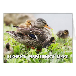 Weibliche Mallard, umgeben von Ducklings